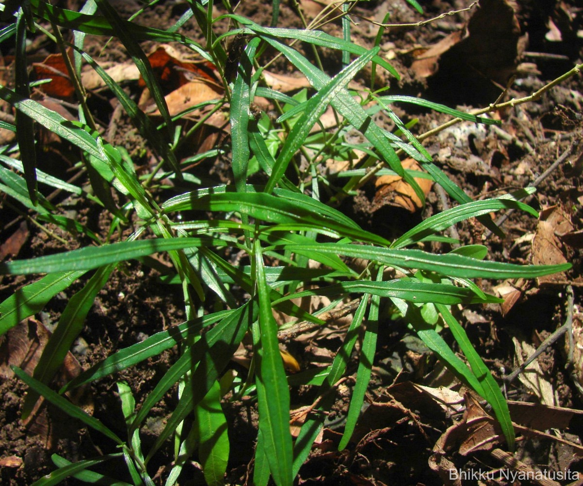 Rhinacanthus polonnaruwensis L.H.Cramer